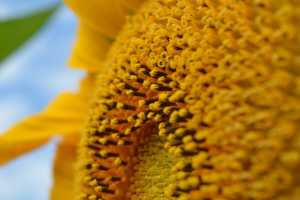Як впливає удобрення на урожайність соняшнику?