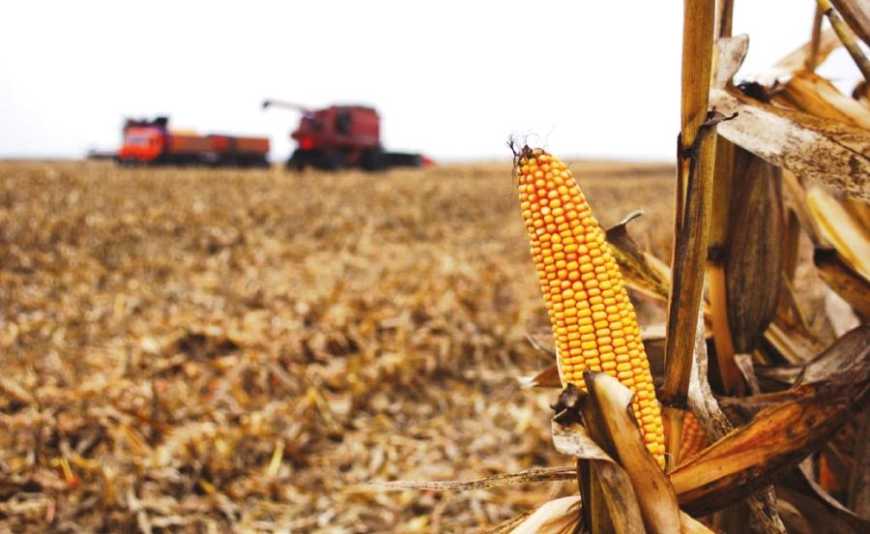 Україна ще продовжує збирати минулорічний врожай кукурудзи