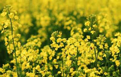 Експерт прогнозує скорочення площ під озимим ріпаком на 30%
