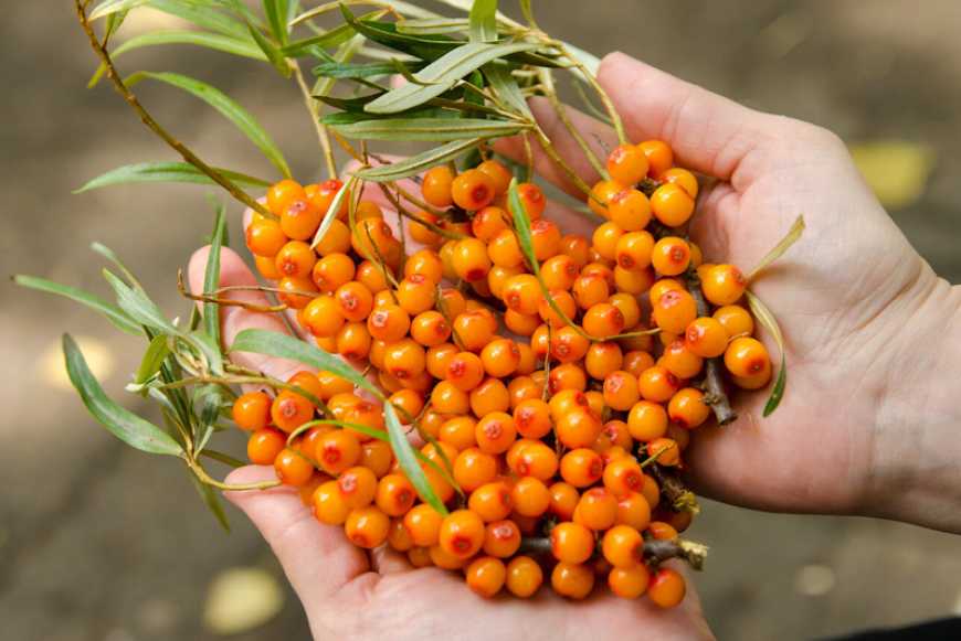 На Черкащині зібрали втричі більше обліпихи, ніж планували