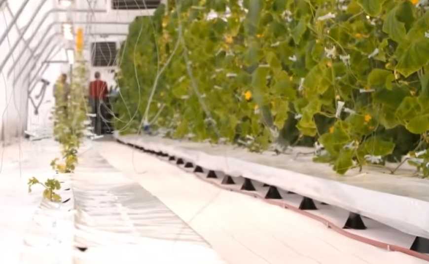 На Київщині випробують японську технологію вирощування овочів без використання ґрунту