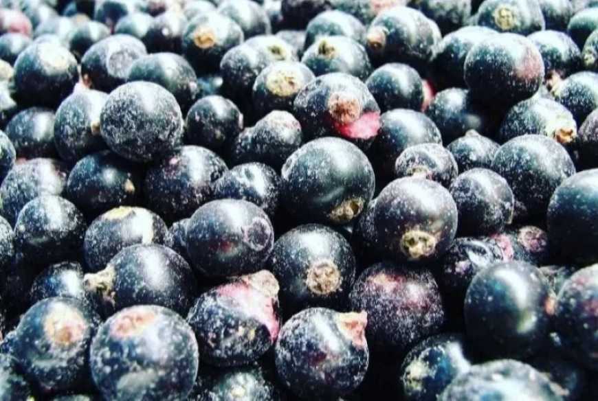 Україна збільшить експорт замороженої смородини – прогноз