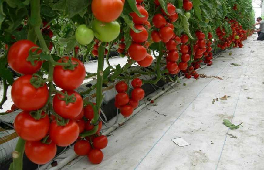 Площі під стаціонарними теплицями скоротилися майже вдвічі