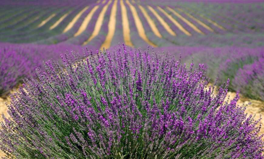 Лавандові плантації в Україні починають приносити прибуток вже на третій рік