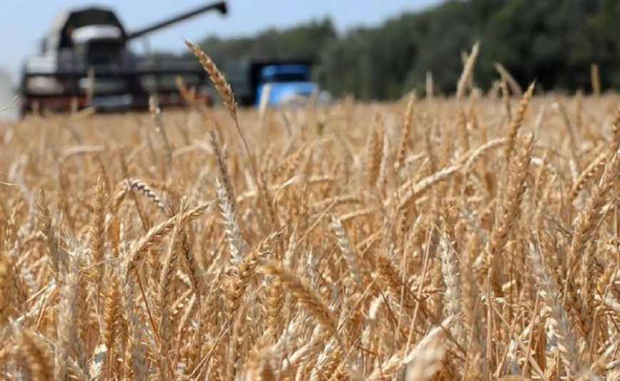 Жнива-2019: аграрії України зібрали понад 45 млн тонн зерна