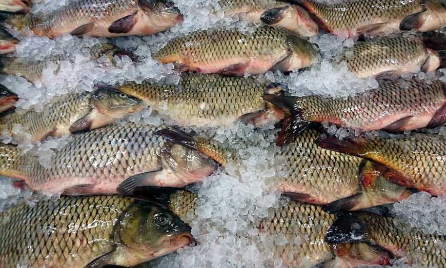 За 5 місяців Україна збільшила обсяг експорту риби та інших водних біоресурсів