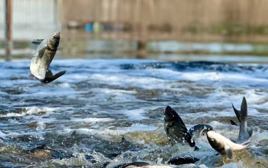 Україна імпортує 42% комбікормів для риб