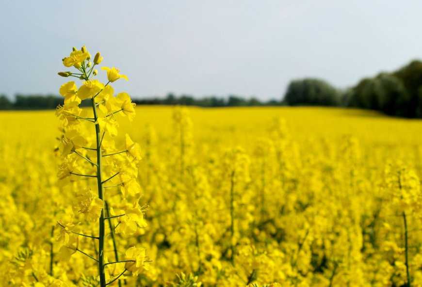 Ринок ріпаку: ціни в Україні зростають напередодні нового сезону
