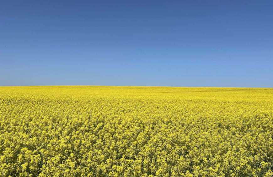 Corteva Agriscience представляє новий післясходовий гербіцид Белкар&reg; Флекс для ріпаку