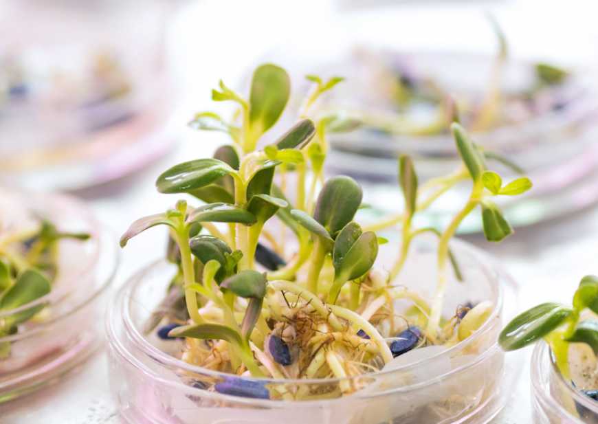 Що варто знати про схожість посівного матеріалу?