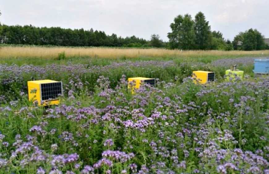 Український підприємець створив смарт-вулики