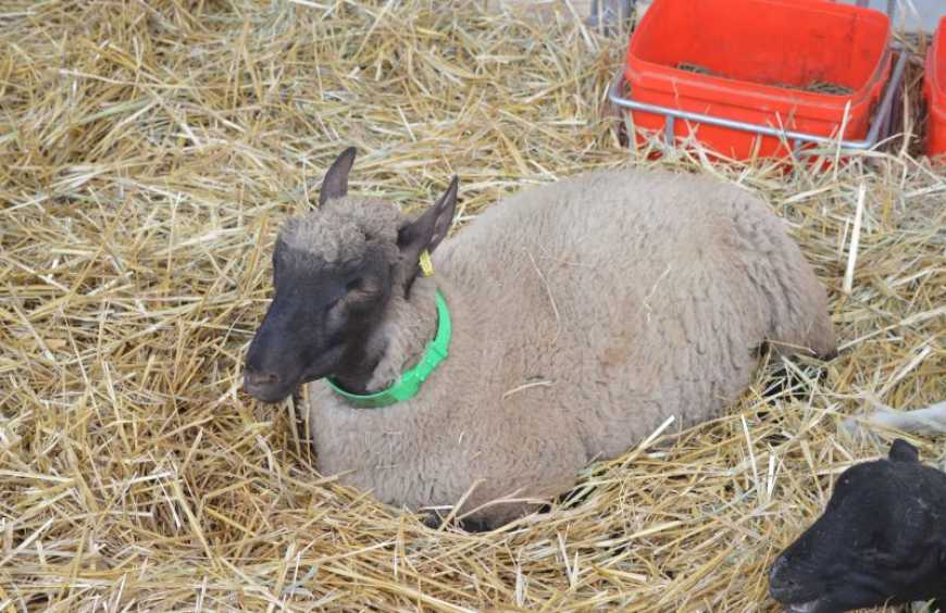 Вівчарство та козівництво починається не з пасовища, а з порядку в документах