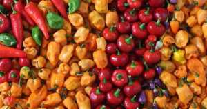 Топ 5 сортів перцю для сезону 2026