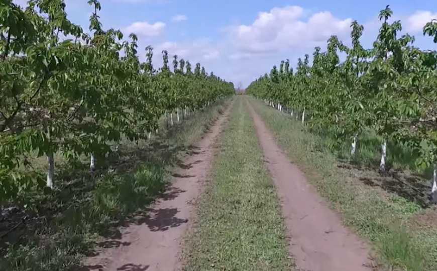 Інтенсивний сад — цікавий і прибутковий
