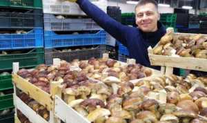 Українські лісові гриби продають до Ізраїлю, Польщі, США та Молдови