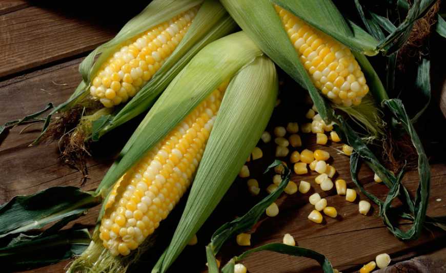 USDA знизило прогноз світового виробництва кукурудзи
