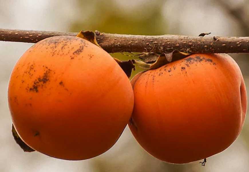 Фермерка з Закарпаття втратила майже 70% врожаю хурми через посуху