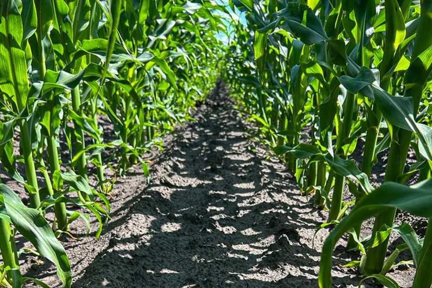 Краса поля без бур’янів!