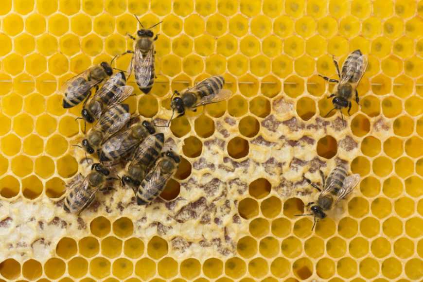 На Черкащині промислова пасіка накопичує аналітику для планування майбутніх сезонів
