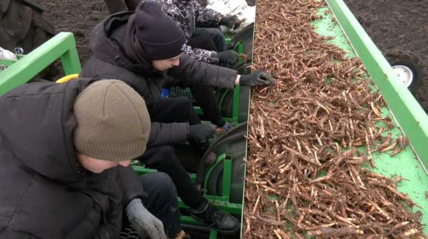 Відновлення ґрунтів: на Хмельниччині висаджують енергетичну культуру міскантус