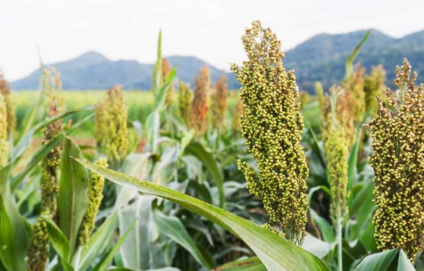 Змагання французьких сорго та кукурудзи за українське поле