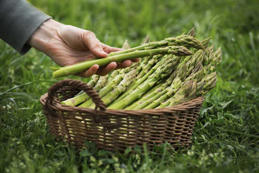 На Полтавщині розпочався сезон збору спаржі