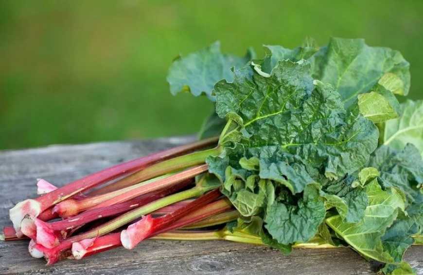 Сезон ревеню стартував на Київщині