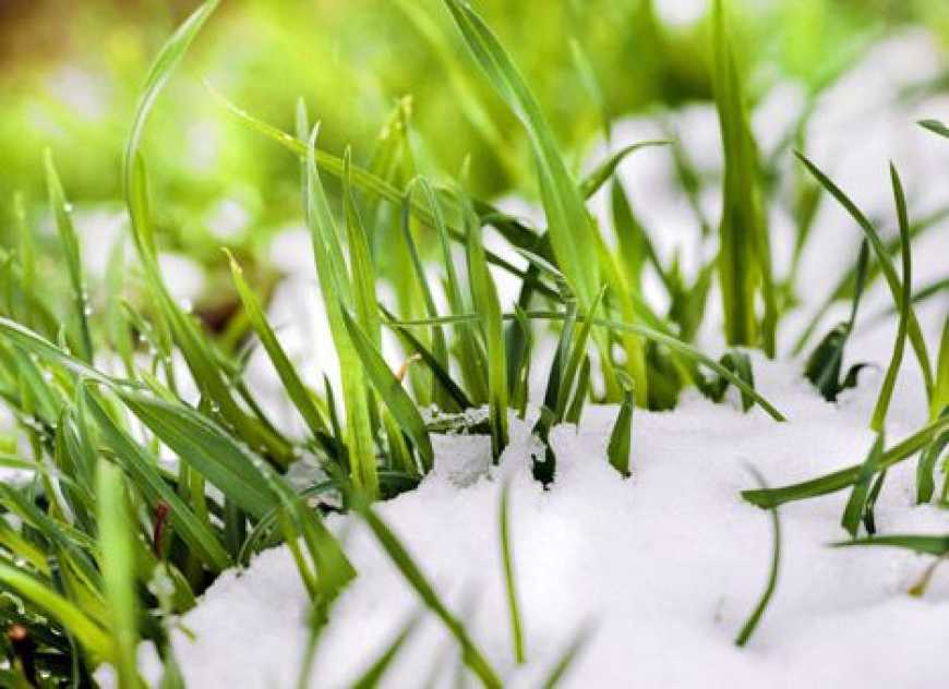 Стан озимих нині найкращий за останні чотири роки