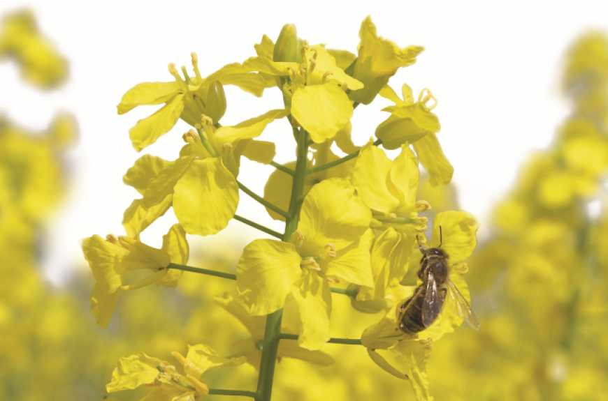 Двохмільйонний експорт ріпаку