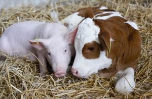 Експерти прогнозують зростання рентабельності виробництва продукції тваринництва