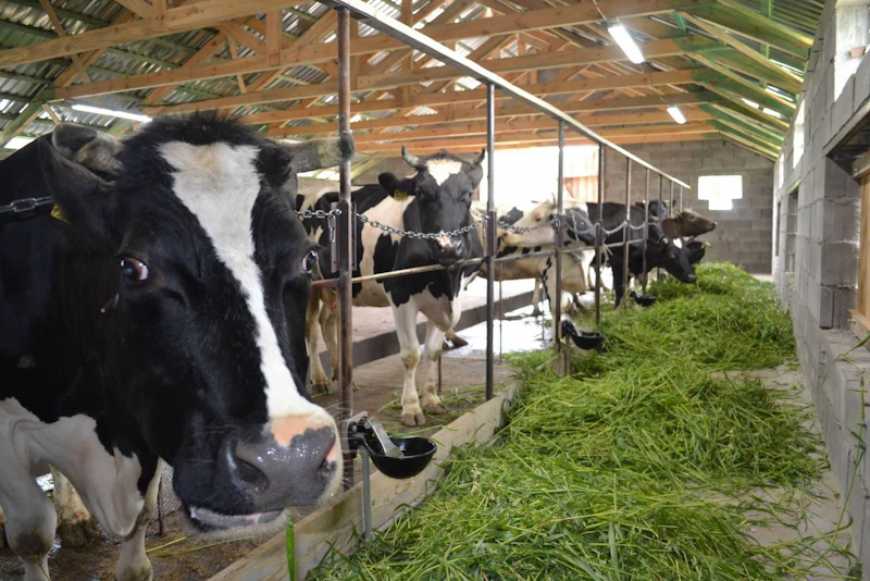 Кількість сімейних молочних ферм в Україні зросла до ста