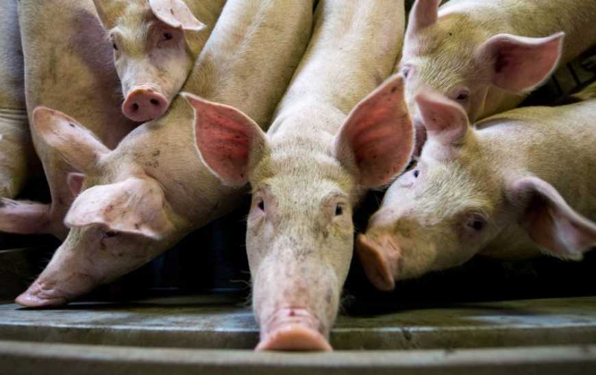 Ринок живця: ціни в Україні продовжують зростати