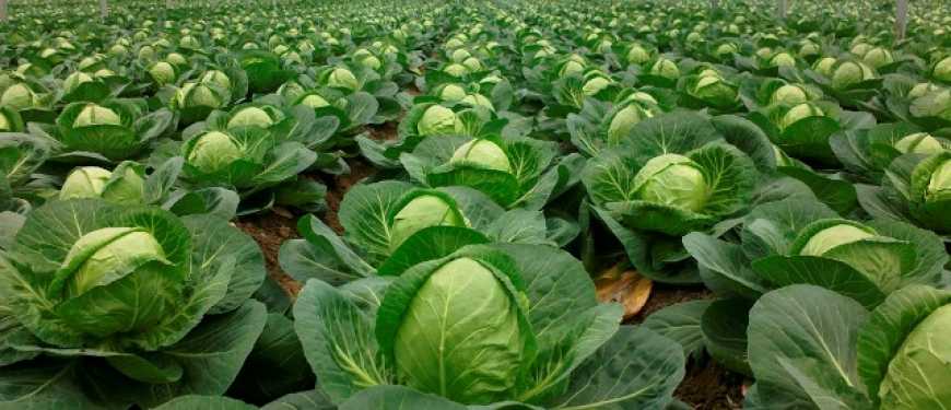 Капуста в Україні подорожчала майже на чверть