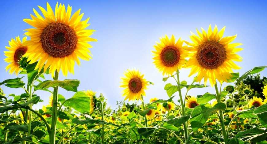 Стало відомо, який врожай соняшника зберуть аграрії