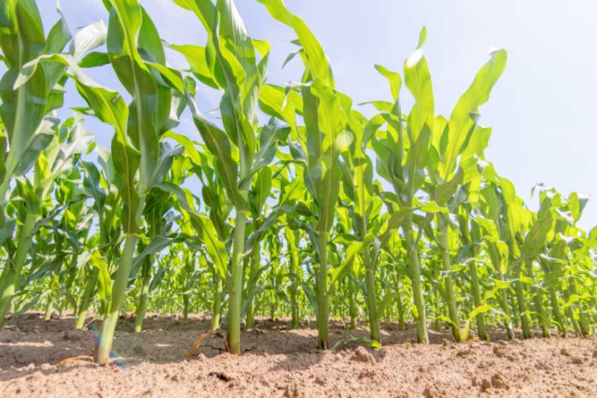 Тестування попередників кукурудзи