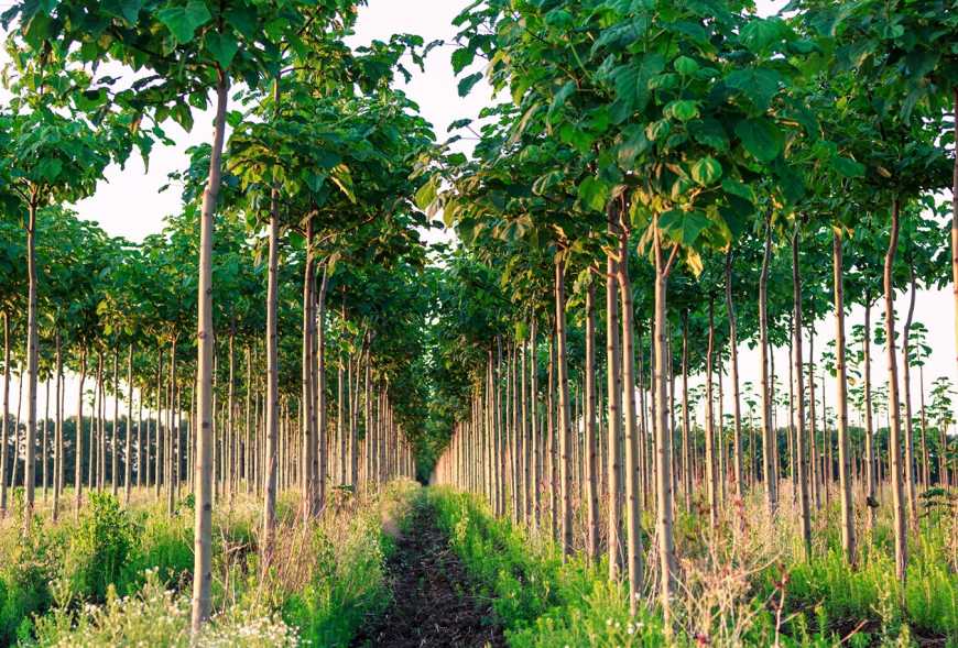 Фермер на Вінниччині вирощує «алюмінієве дерево»