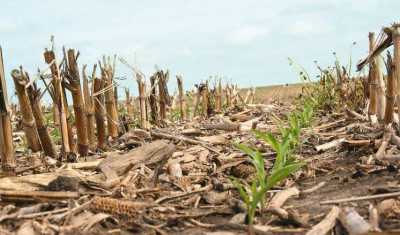 No-till в Степу: «за» і «проти»