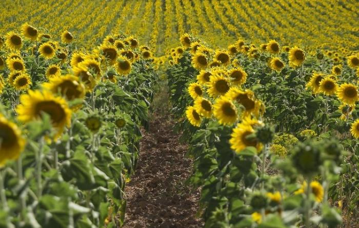 ЄБА закликала зберегти відшкодування ПДВ при експорті олійних культур