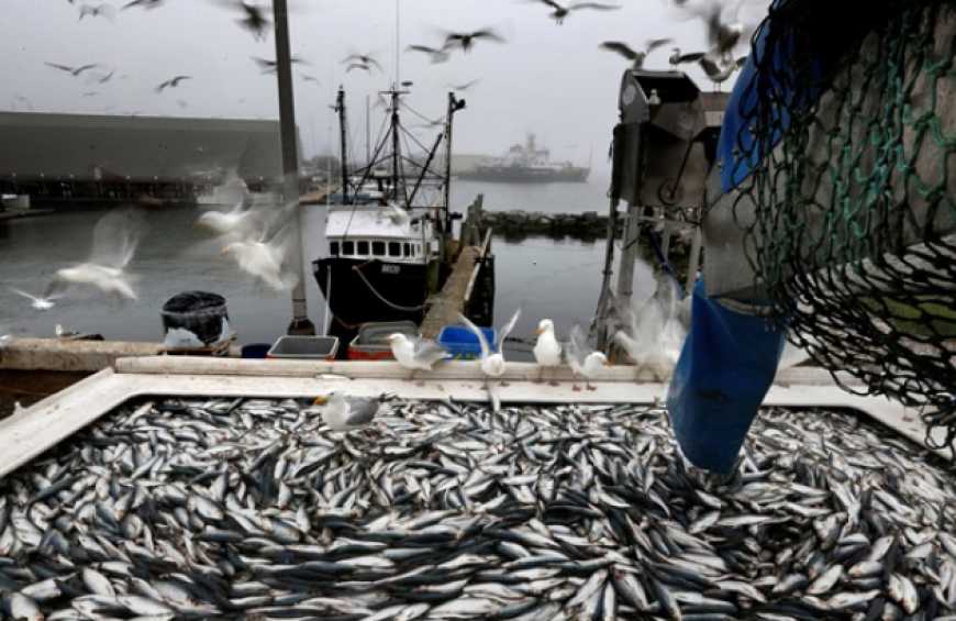 Промисловими рибалками України виловлено 1,35 тис. т водних біоресурсів
