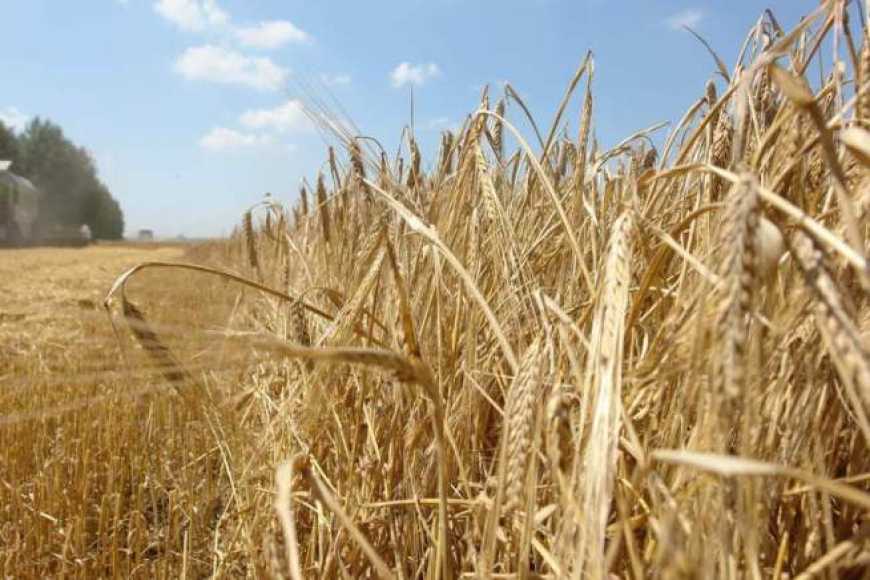 USDA прогнозує рекордне виробництво ячменю у світі