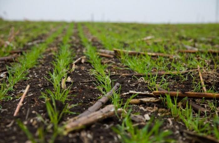 Фізіологічний стан рослин озимої пшениці, посіяної до 20 вересня, добрий та задовільний