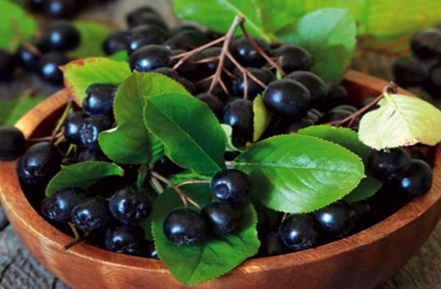 Аронія: до 2033 року ринок може досягне 773 млн доларів