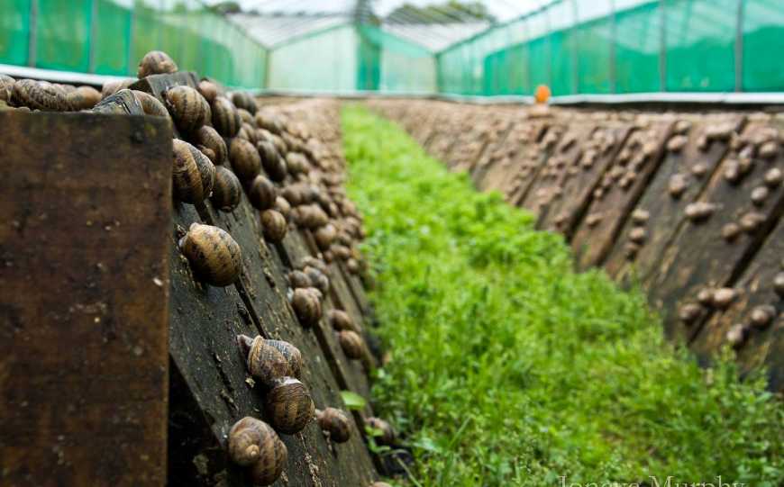 В Україні закрилося близько 500 равликових ферм