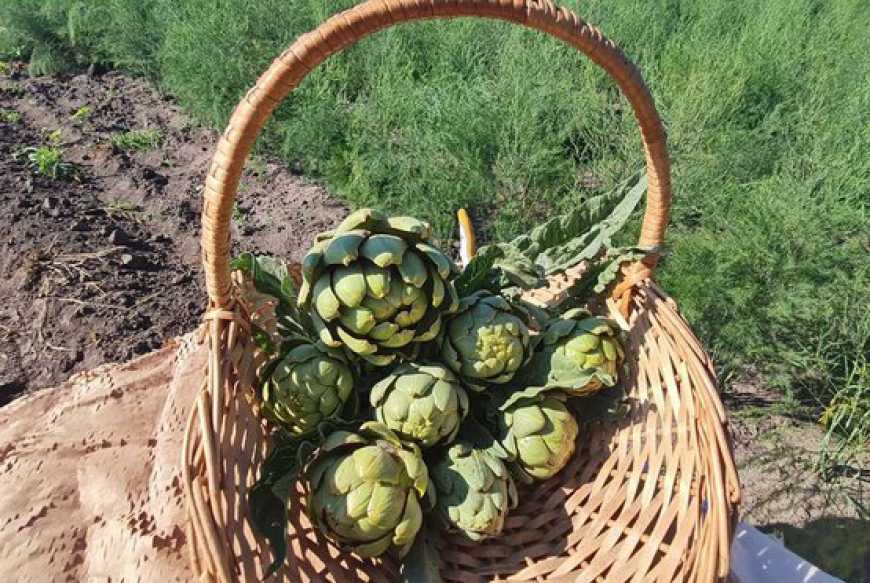На Житомирщині фермерка вирощує артишок