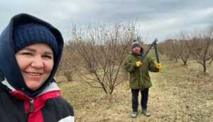 Подружжя фермерів збирає до десяти кілограмів фундука з одного дерева
