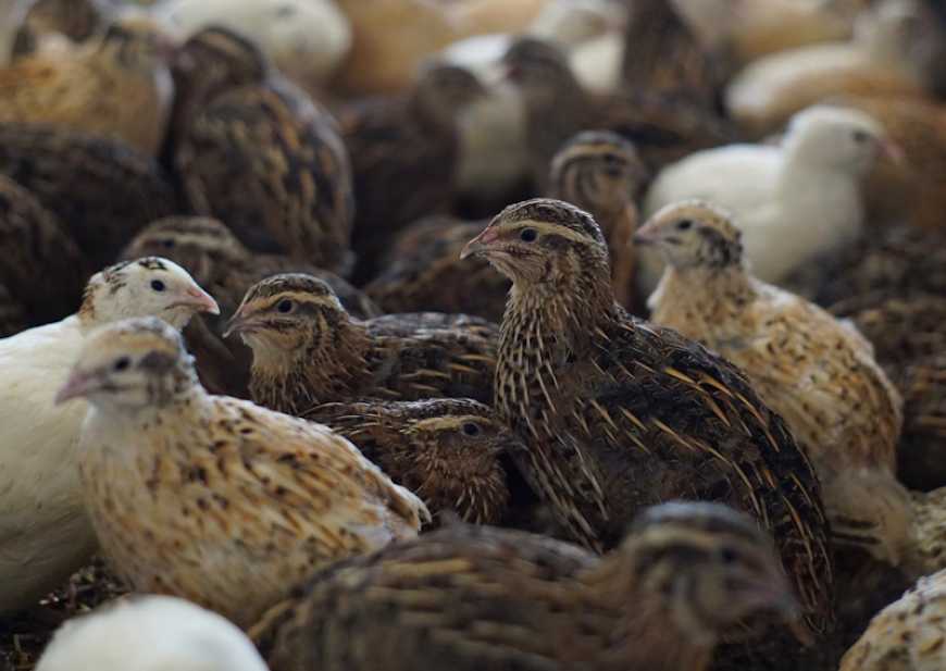 Переселенка з Харкова відкрила перепелину ферму на Львівщині