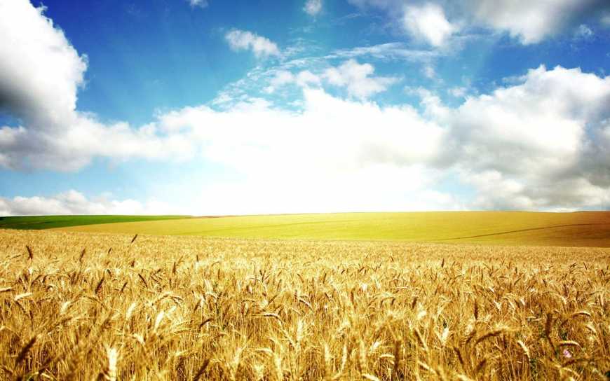 В ЄС заявили про рекордний попит на продукти з України