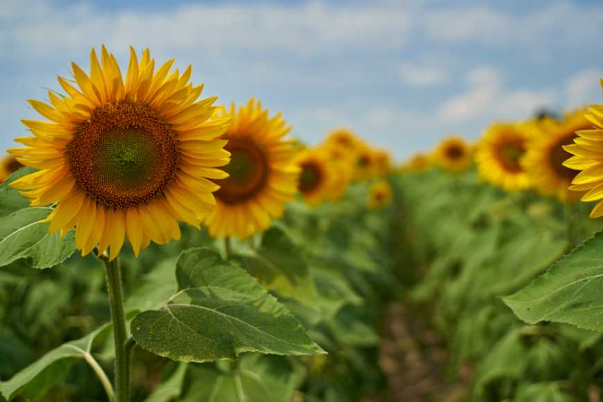 USDA знизило прогноз врожаю соняшника в Україні