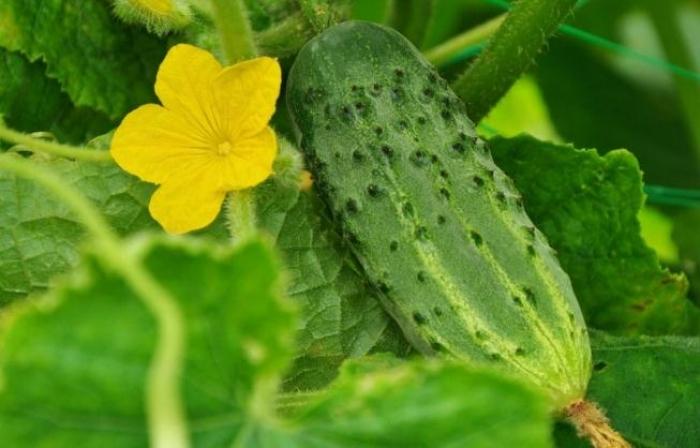 Ціни на огірки продовжують стрімко рости