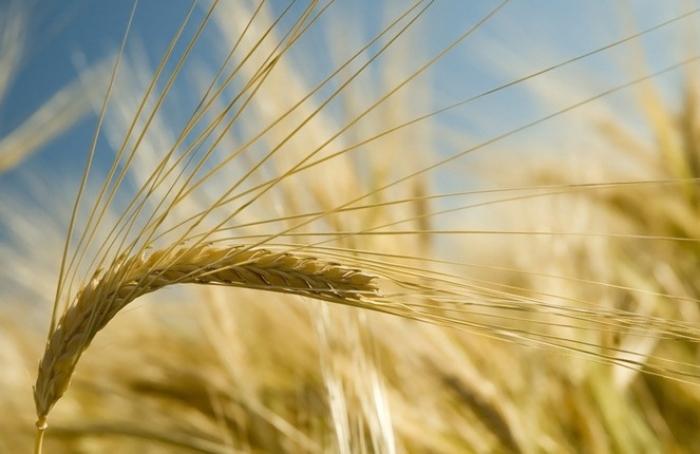 USDA прогнозує світове скорочення експорту ячменю